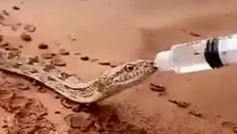 В Саудовской Аравии страдающую от жажды змею напоили водой из бутылки
