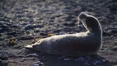 массовая гибель тюленей, фото - Новости Zakon.kz от 04.05.2022 12:45