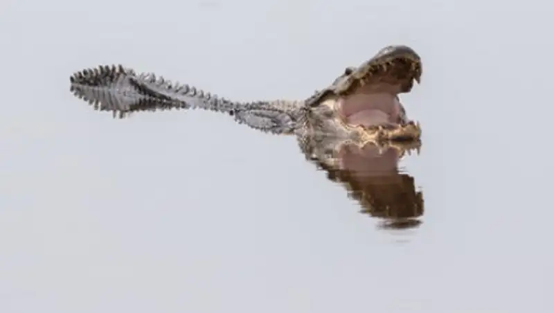 Власти Флориды заявили о поимке напавшего на ребенка в «Диснейленде» аллигатора