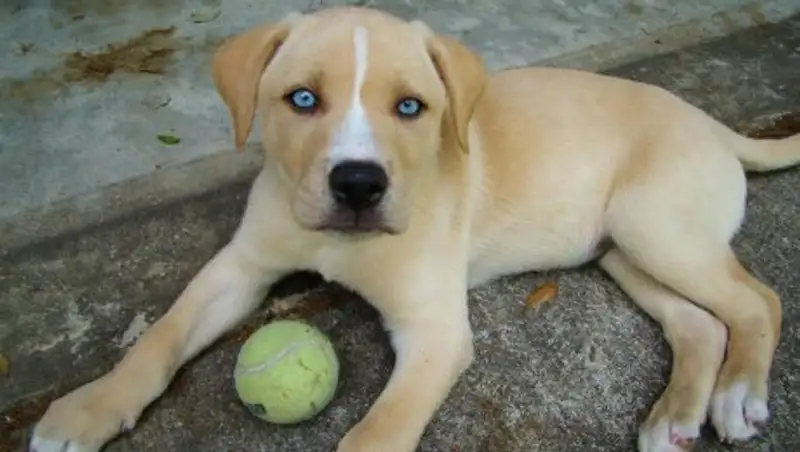 Самые необычные породы собак