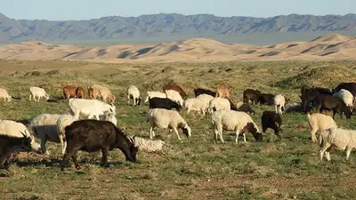 степь, фото - Новости Zakon.kz от 14.05.2023 18:35