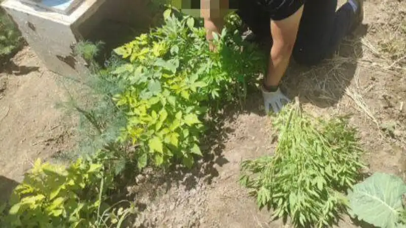 Кызылординские полицейские за месяц изъяли из оборота более 370 кг наркотиков