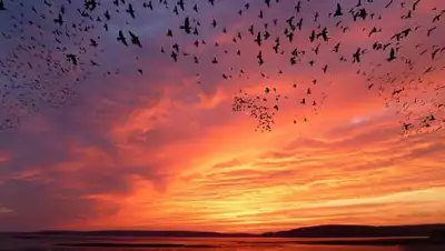 Pixabay, фото - Новости Zakon.kz от 17.09.2020 18:41