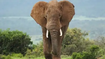 Shutterstock, фото - Новости Zakon.kz от 15.08.2018 07:57