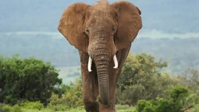 Найден защищающий от рака ген-«зомби»