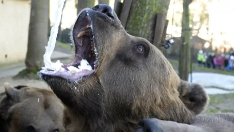 На Сахалине медведи начали выходить из спячки и пугать местных жителей
