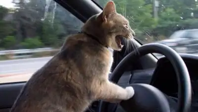 bigpicture.ru, фото - Новости Zakon.kz от 06.07.2019 21:35