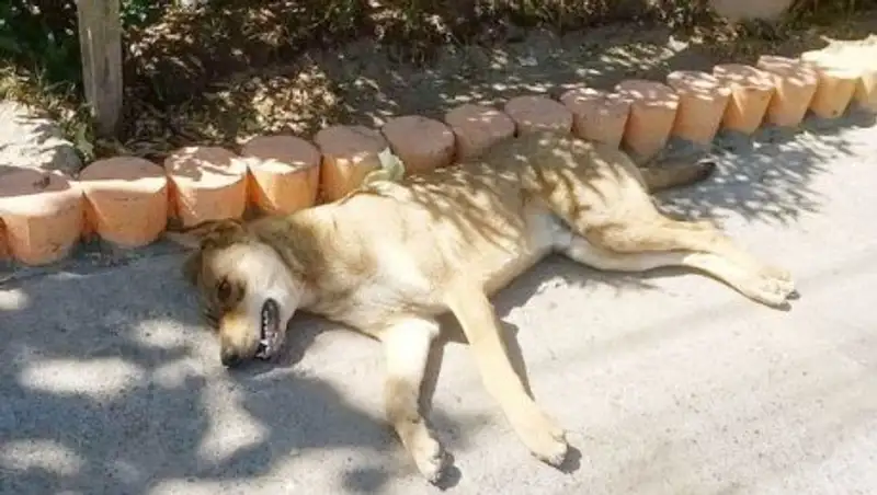 Мужчину привлекут к уголовной ответственности за избиение собаки до смерти