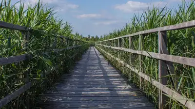 видео, СКО, фото - Новости Zakon.kz от 12.04.2023 10:24