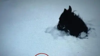 Лошадь застряла в снегу в ВКО, фото - Новости Zakon.kz от 07.01.2023 10:04