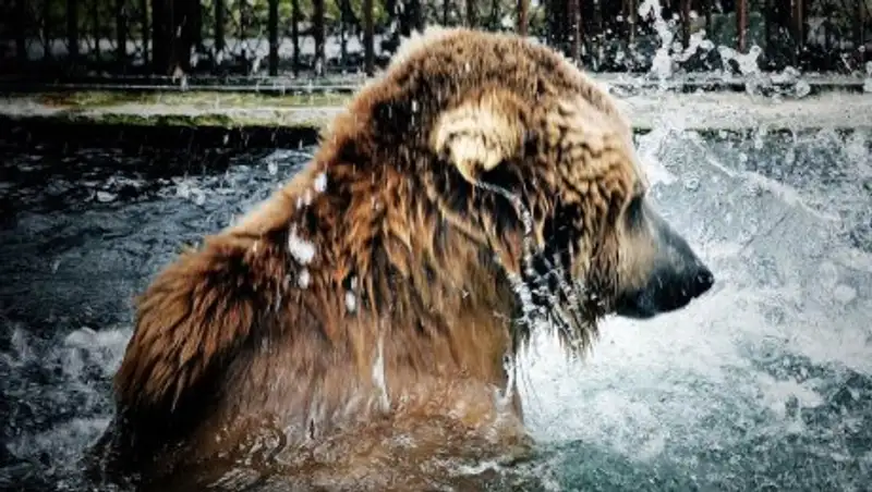 Медведь из Алматинского зоопарка пообещал раннюю весну