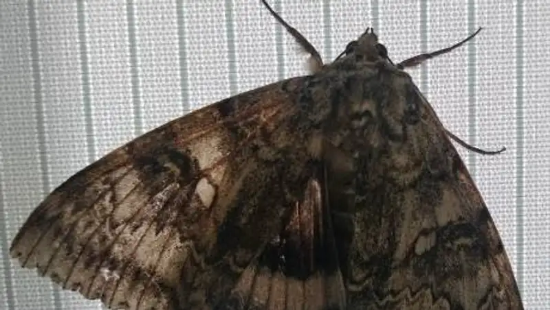 В Чернобыле нашли бабочку размером с птицу