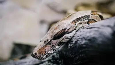 podrobnosti.ua, фото - Новости Zakon.kz от 19.11.2019 10:57