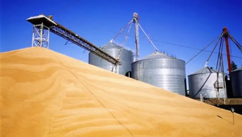 Продкорпорация осуществляет форвардный закуп пшеницы путем финансирования аграриев