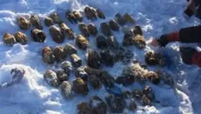 dvnovosti.ru, фото - Новости Zakon.kz от 08.03.2018 20:17