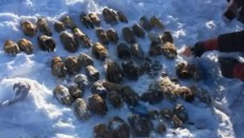 Мешок с отрубленными человеческими руками найден в пригороде Хабаровска