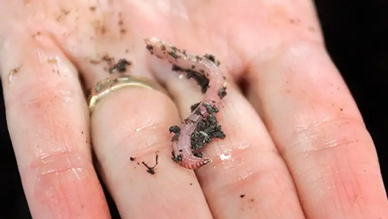 В Томске хотят заменить мясо червями