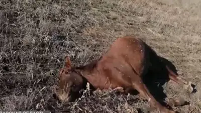 Полсотни лошадей погибли от неизвестной болезни в Павлодарской области 