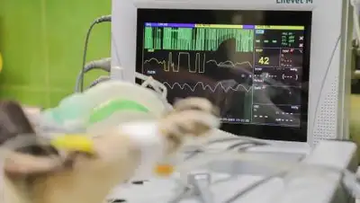 pixabay.com, фото - Новости Zakon.kz от 03.09.2021 15:24