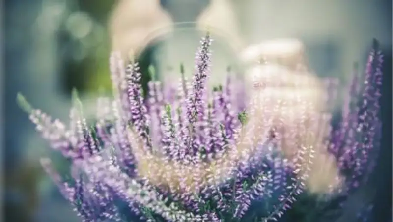 Какие комнатные цветы подойдут для спальни и улучшат сон