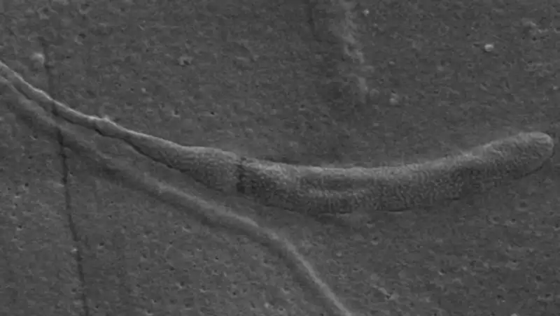 В Антарктике найдены самые древние сперматозоиды