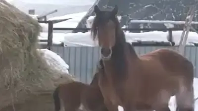 В Карагандинской области сельчанам приходится резать свой скот , фото - Новости Zakon.kz от 01.02.2023 08:35