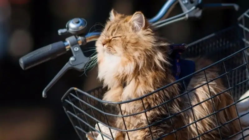 В ближайшие трое суток в Казахстане сохранится аномальное тепло