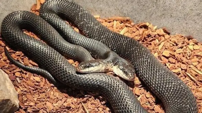 День рождения двухголовой змеи отметили в США