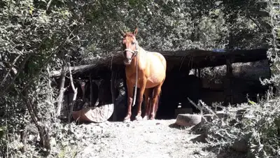 Polisia.kz, фото - Новости Zakon.kz от 17.07.2020 16:52