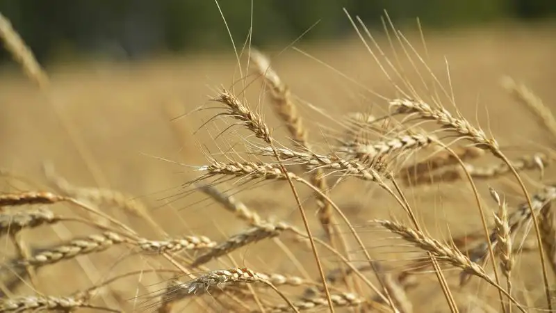 Депутат: Статистика по производству казахстанской сельхозпродукции завышена