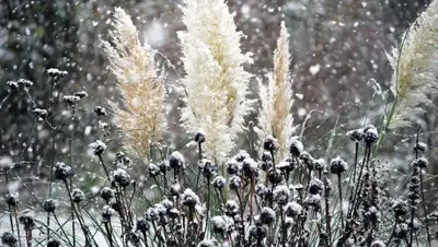 pixabay, фото - Новости Zakon.kz от 15.01.2020 06:06