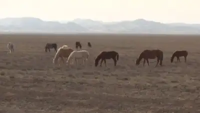 Zakon.kz, фото - Новости Zakon.kz от 06.11.2017 15:29