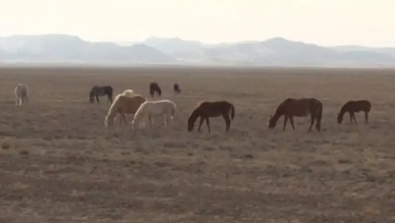 В ЮКО ликвидировали 20 банд скотокрадов