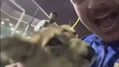 Британский болельщик со львенком, фото - Новости Zakon.kz от 21.11.2022 12:37