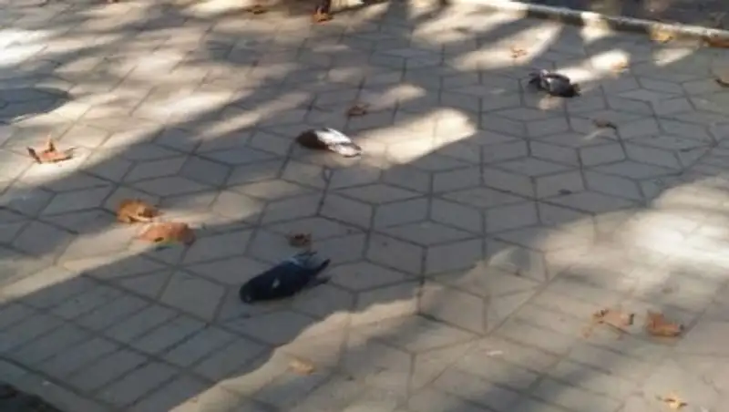 В Сочи прошел "дождь" из мертвых голубей