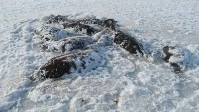 gov.kz, фото - Новости Zakon.kz от 08.12.2020 23:07