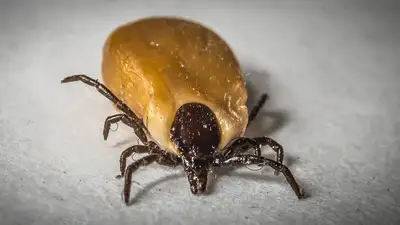 Казахстан клещи весна, фото - Новости Zakon.kz от 17.04.2023 18:30