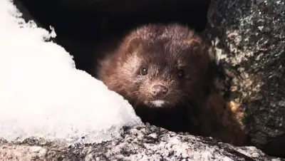 Pixabay, фото - Новости Zakon.kz от 05.11.2020 12:13