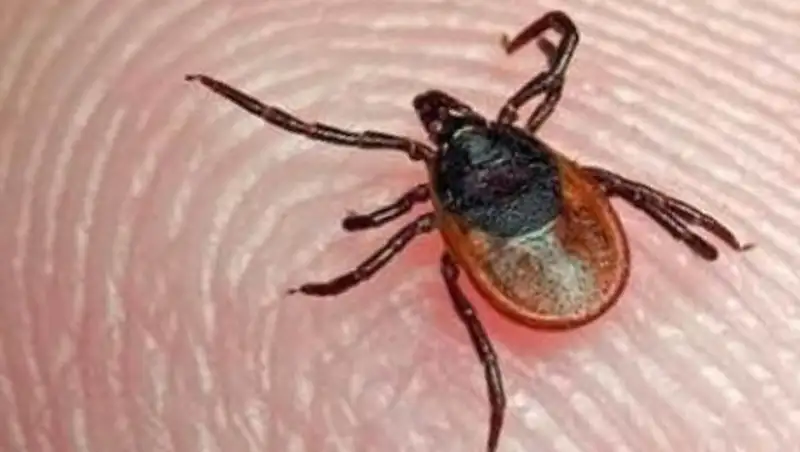 50,9 млн тенге выделено на обработку эндемичных территорий по клещевому энцефалиту 