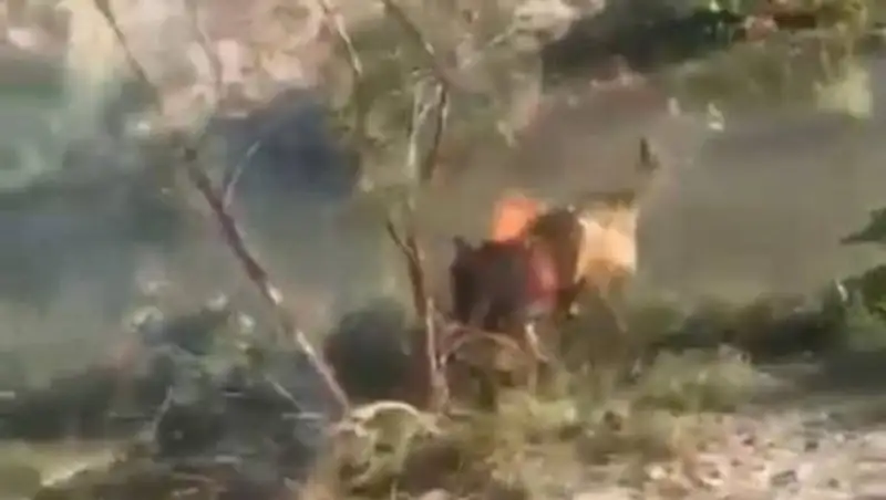 Кто поджег живую собаку, выясняют полицейские