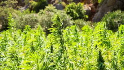 Изъятая марихуана, Жамбылская область, фото - Новости Zakon.kz от 01.02.2022 22:04