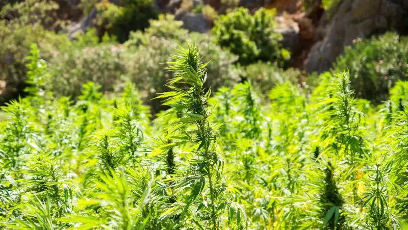 Более 21 кг марихуаны изъяли полицейские Жамбылской области у местного жителя