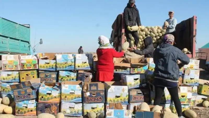 Аграрии Арыси экспортировали в Европу 56 тыс. тонн бахчевых