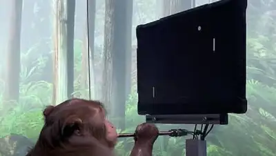 Twitter/neuralink, фото - Новости Zakon.kz от 09.04.2021 14:24