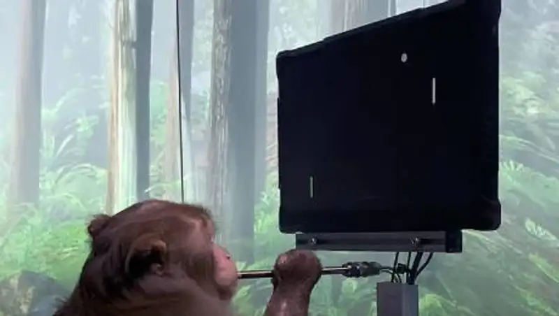 Илон Маск показал чипированную обезьяну, которая играет в видеоигры