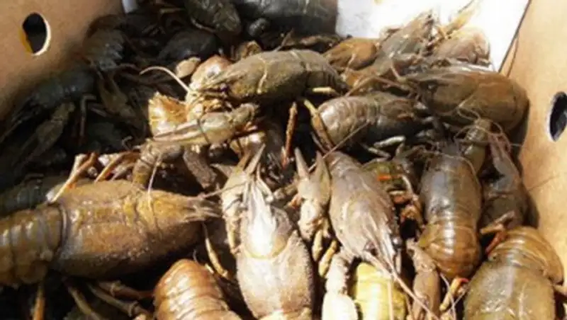Контрабанда живых раков и черного металла пресечена пограничниками