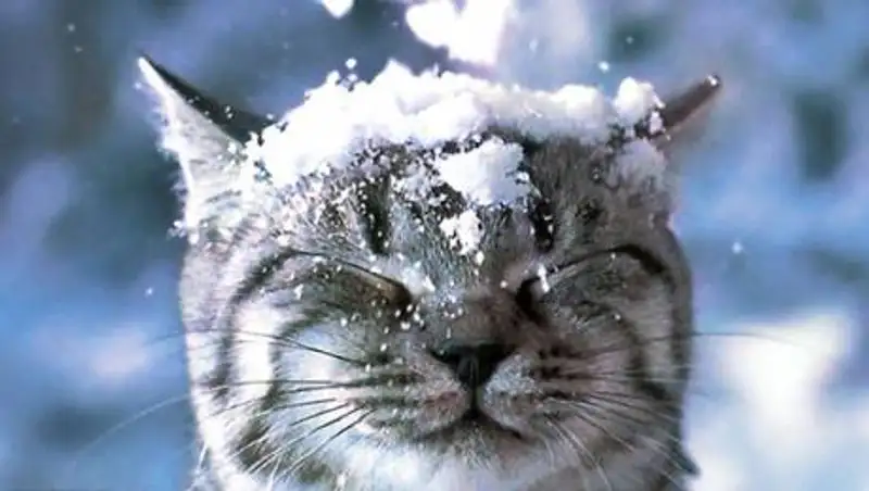 90 домов обесточили для спасения кошки в Аксу