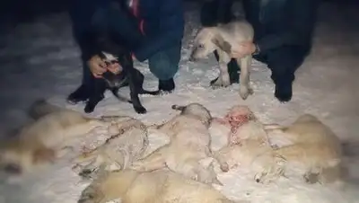 Zakon.kz, фото - Новости Zakon.kz от 10.11.2016 15:48