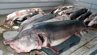 Zakon.kz, фото - Новости Zakon.kz от 25.07.2014 19:40