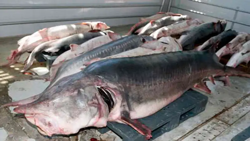 В Актау мужчина незаконно перевозил более 100 кг осетрины